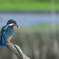 Zimorodek zwyczajny - Common Kingfisher