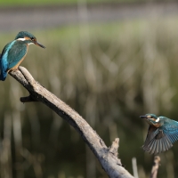 Zimorodek zwyczajny - Common Kingfisher