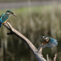 Zimorodek zwyczajny - Common Kingfisher