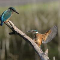 Zimorodek zwyczajny - Common Kingfisher