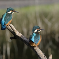 Zimorodek zwyczajny - Common Kingfisher