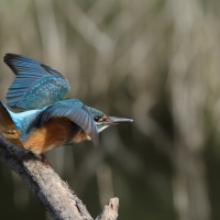 Zimorodek zwyczajny - Common Kingfisher