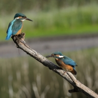 Zimorodek zwyczajny - Common Kingfisher