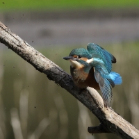 Zimorodek zwyczajny - Common Kingfisher