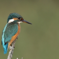 Zimorodek zwyczajny - Common Kingfisher