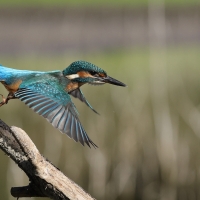 Zimorodek zwyczajny - Common Kingfisher