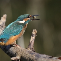 Zimorodek zwyczajny - Common Kingfisher