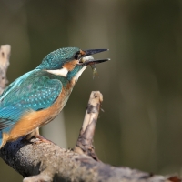 Zimorodek zwyczajny - Common Kingfisher