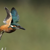 Zimorodek zwyczajny - Common Kingfisher