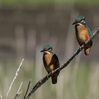 Zimorodek zwyczajny - Common Kingfisher