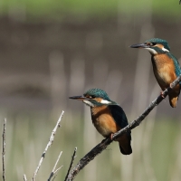 Zimorodek zwyczajny - Common Kingfisher