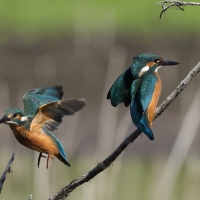 Zimorodek zwyczajny - Common Kingfisher