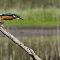 Zimorodek zwyczajny - Common Kingfisher