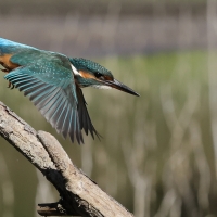 Zimorodek zwyczajny - Common Kingfisher