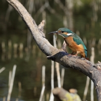 Zimorodek zwyczajny - Common Kingfisher