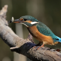Zimorodek zwyczajny - Common Kingfisher