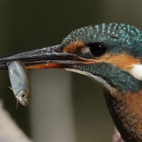 Zimorodek zwyczajny - Common Kingfisher