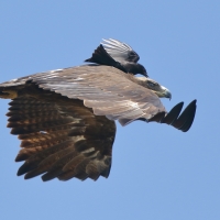 Orzeł sawannowy - Aquila rapax - Tawny Eagle