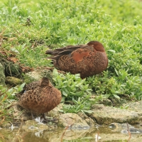 Cynamonka - Cinnamon Teal