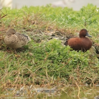 Cynamonka - Cinnamon Teal