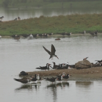 Brzytwodziób amerykański - Black Skimmer