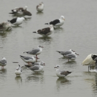 Mewa szarogłowa - Grey-headed Gull
