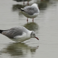Mewa szarogłowa - Grey-headed Gull