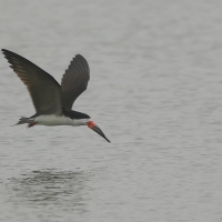 Brzytwodziób amerykański - Black Skimmer