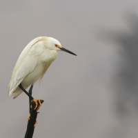 Czapla śnieżna, Egretta thula, Snowy Egret