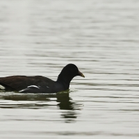 Kokoszka amerykańska, Gallinula galeata, Common Gallinule