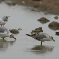 Mewa szarogłowa - Grey-headed Gull