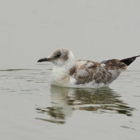 Mewa szarogłowa - Grey-headed Gull
