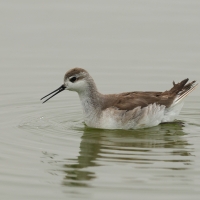 Płatkonóg trójbarwny - Wilson's Phalarope