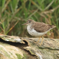 Brodziec plamisty - Actitis macularius - Spotted Sandpiper