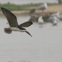 Brzytwodziób amerykański - Black Skimmer