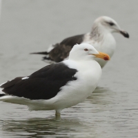 Mewa południowa - Larus dominicanus - Kelp Gull