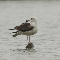 Mewa pręgosterna - Band-tailed Gull