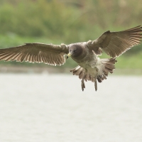 Mewa pręgosterna - Band-tailed Gull