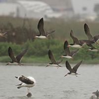 Brzytwodziób amerykański - Black Skimmer