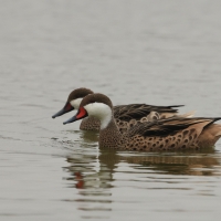 Rożeniec białolicy - White-cheeked Pintail