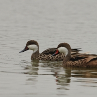 Rożeniec białolicy, Anas bahamensis, White-cheeked Pintail