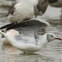 Mewa szarogłowa, Chroicocephalus cirrocephalus, Grey-headed