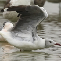 Mewa preriowa - Franklin's Gull