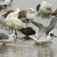 Mewa preriowa - Franklin's Gull