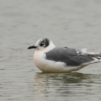 Mewa preriowa, Leucophaeus pipixcan, Franklin's Gull