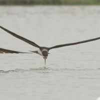 Brzytwodziób amerykański - Black Skimmer