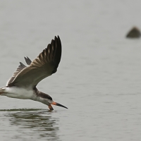 Brzytwodziób amerykański - Black Skimmer