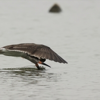 Brzytwodziób amerykański - Black Skimmer