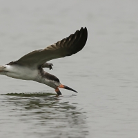 Brzytwodziób amerykański - Black Skimmer