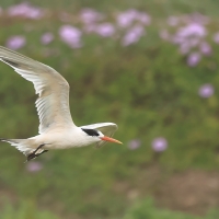 Rybitwa kalifornijska - Elegant Tern